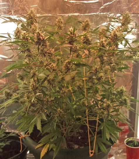 Royal Dwarf Auto Feminized Seeds For Sale Herbies Seeds