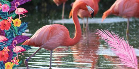 Pourquoi Les Flamants Roses Sont Ils Roses