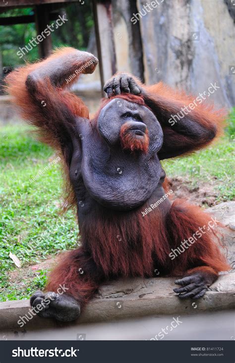 Funny Orangutan Stock Photo 81411724 : Shutterstock