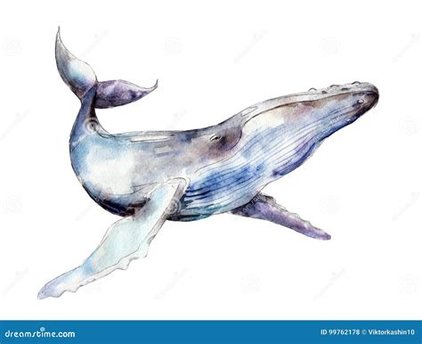 Watercolor Whale Hand Drawn Illustration Isolated On White Stock