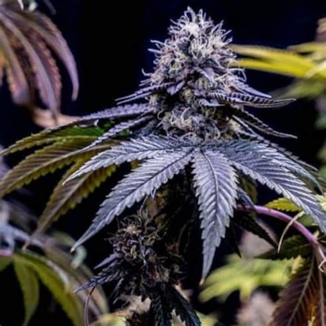 808 Genetics Haole Girl Bx Medicinal Cannabis Seeds