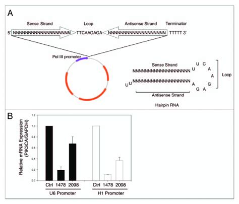 Vector Based Rnai Knocks Down The Expression Of Pik 3 Ca A Schematic