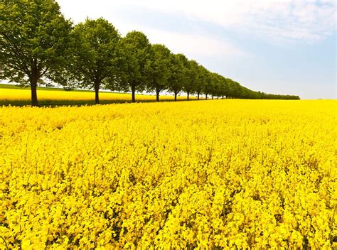 Just love Skåne at this time of the year! | Skåne, Landscape, Sweden