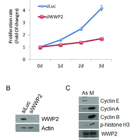 Knock Down Of Wwp2 Inhibits Cell Proliferation A Hela Cells Were Download Scientific Diagram