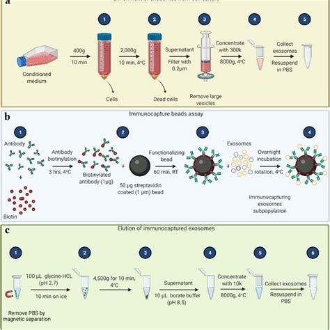 Pdf Exosomes Derived Neuronal Markers Immunoaffinity Isolation And