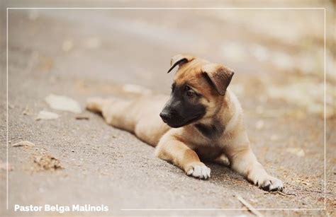 El Pastor Belga Malinois Un Perro Excepcional Que Te Sorprender