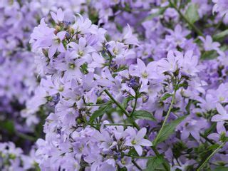 Bring On The Bellflowers: Campanula Varieties For Every Garden ...