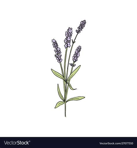 Lavender flowers colored sketch style steem Vector Image