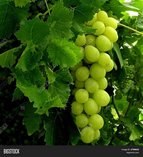 Cluster Grapes Image & Photo (Free Trial) | Bigstock