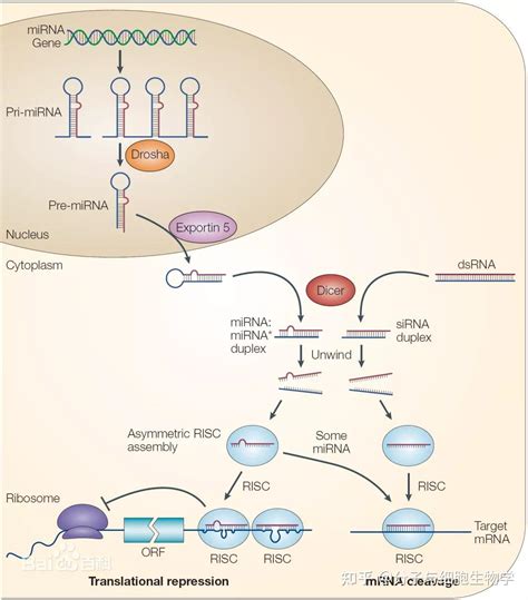 Mirna的功能及其作用机制 知乎