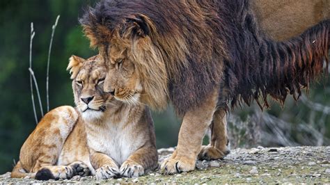 Lion Lioness Predators Animals Tenderness Blur Forest Background 4K HD ...