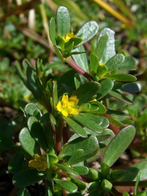 Purslane Organic Seeds Etsy