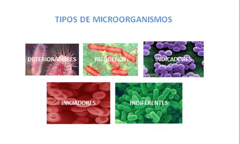 Microbiologia Clasificacion De Los Microorganismos