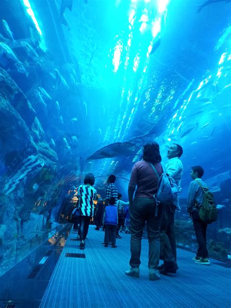 Dubai Aquarium - Dubai Dubai Aquarium, Trave, Seascape, Concert, City ...