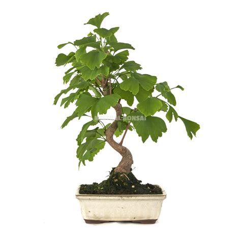 Ginkgo biloba Bonsaï 13 ans Arbre aux 40 écus Mistral Bonsai