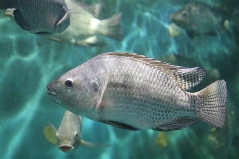 Breeding Tilapia for Aquaponics - FARMING ADVICE DIGEST