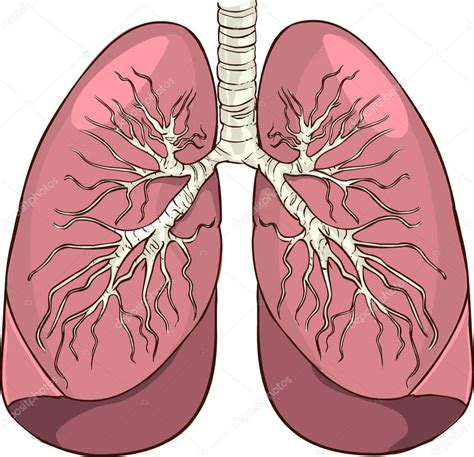 Vector Illustration Of A Lungs Stock Vector Image By Corbacserdar