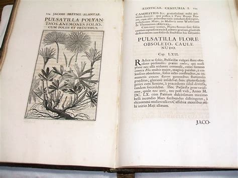 Seventeenth Century Botanical Illustrations Discovered At New College