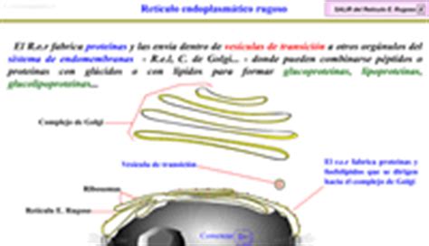 Biologia Cienciasnaturales Es De Jos Antonio Borreguero Rolo