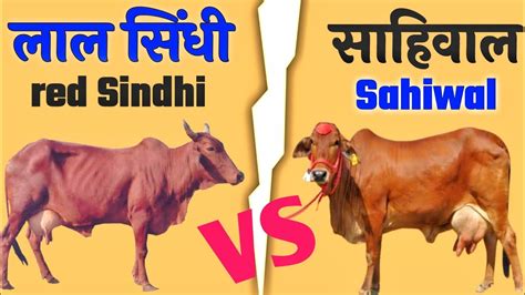 Lal Sindhi Vs Sahiwal Lal Sindhi Cow Sahiwal Cow Sahiwal Gay