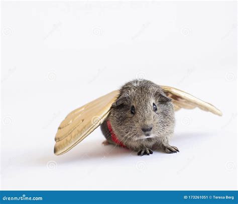 Happy Little Brown Guinea Pig With Golden Wings Isolated In The Studio