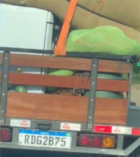 Maus tratos cachorro é transportado embaixo de móveis em carro de