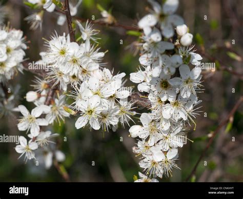 Prunus Spinosa Blackthorn Or Sloe Blossom Stock Photo Alamy