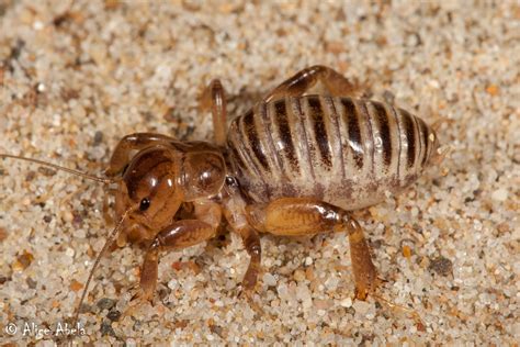 Jerusalem Cricket Ammopelmatus Sp Boat House 4 Nymph Flickr