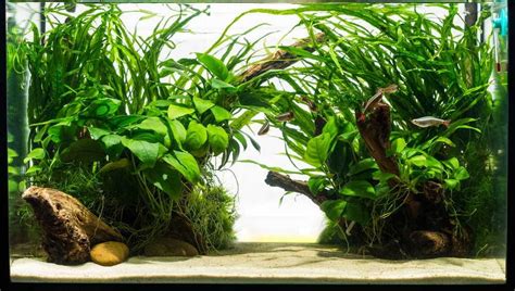 Step-by-step Guide to Setting up a Planted Aquarium - M.R. AquaTech