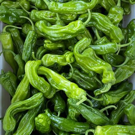 Mellow Star F1 Shishito Pepper | Hildaberry Permaculture Farm & Nursery