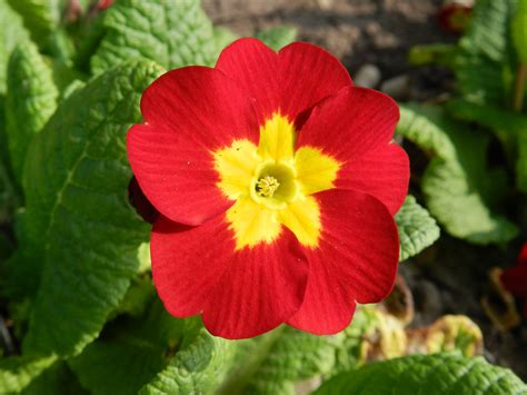 Nikon Coolpix P500 Digital Camera Review | ePHOTOzine