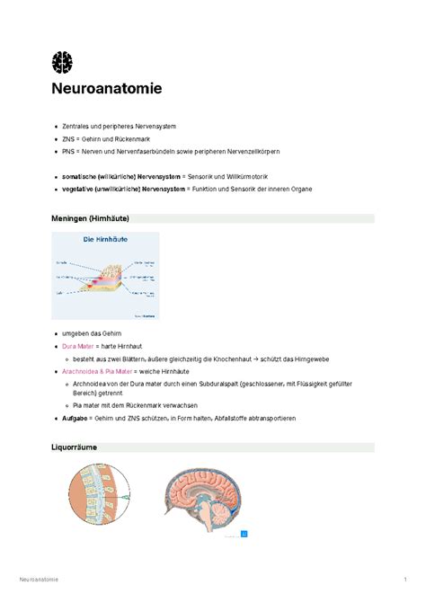 Neuroanatomie Neuroanatomie Zentrales Und Peripheres Nervensystem ZNS