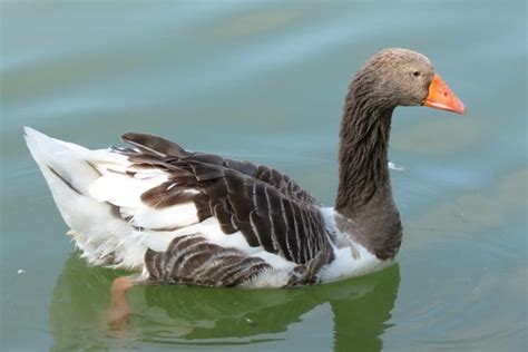 Toulouse Goose Facts Origins And Characteristics With Pictures