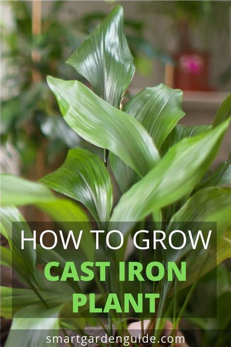 Learn How To Grow And Care For Your Cast Iron Plant Aspidistra Elatior