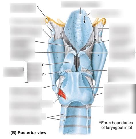 Cartilage Of Larynx Diagram Quizlet