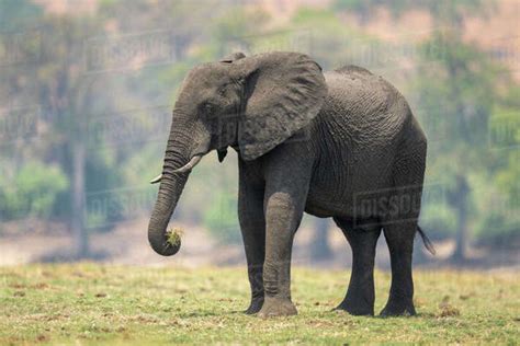 African Elephant Loxodonta Africana Stands Lifting Grass With Trunk