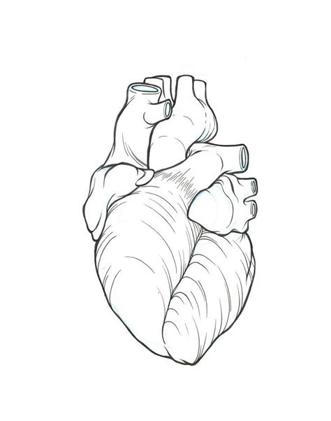 anatomical coronary heart define - Google Search.... >>> Take a look at ...