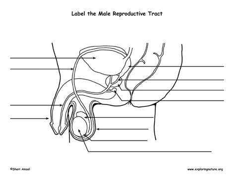 Male Reproductive Tractsystem Diagram Quizlet