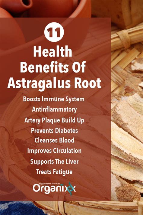 Astragalus Root Has So Much To Offer Including Boosting Your Immune