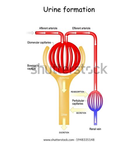 Formation d urine Glomerulus rein Filtration réabsorption image