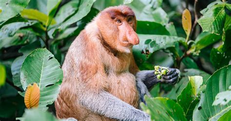 28 Animais Mais Estranhos E Feios Do Mundo Hipercultura