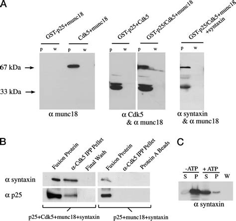 Regulation Of Munc Syntaxin A Interaction By Cyclin Dependent