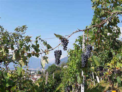 Galleria Azienda Vitivinicola Catapicch