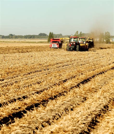 Harvesting Potatoes In An Idaho Farm Field Stock Photo Image Of