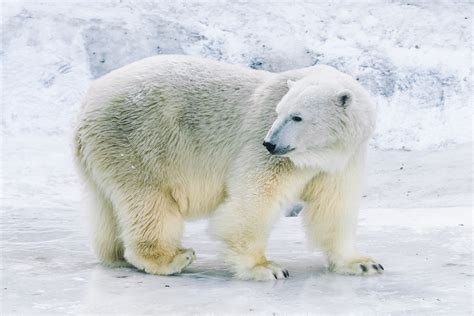 15 Amazing Polar Bear Facts — Best Life