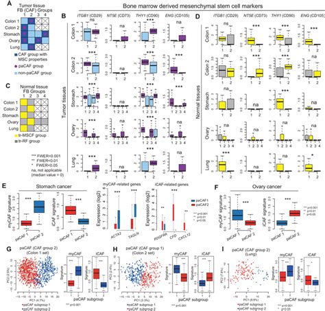 Characteristics Of Cancer‐associated Fibroblasts Cafs And Their