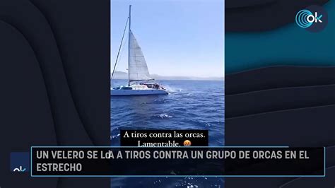 Un velero se lía a tiros contra un grupo de orcas en el Estrecho