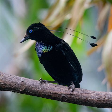 Papua New Guinea Birding Tour The Naturalist Journeys Blog