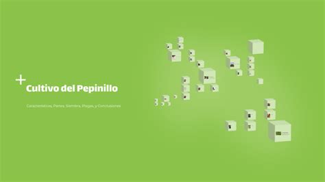 Cultivo Del Pepinillo By Abad Canaza Ramos On Prezi