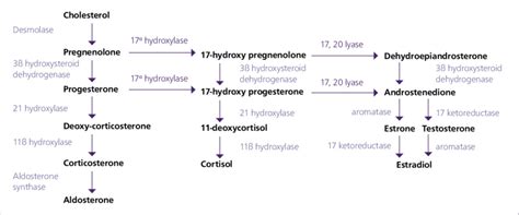 Adrenal Hormone Synthesis Pathway